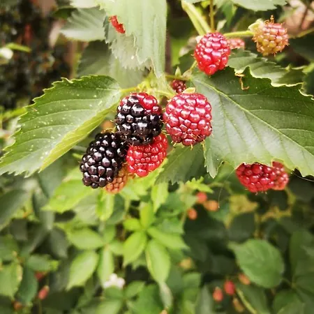 Bed & Breakfast Tettoeletto Garden Bio