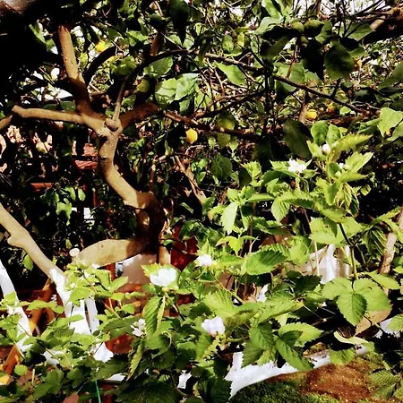 Tettoeletto Garden Bio Bed & Breakfast