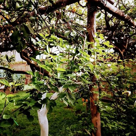 Bed & Breakfast Tettoeletto Garden Bio *