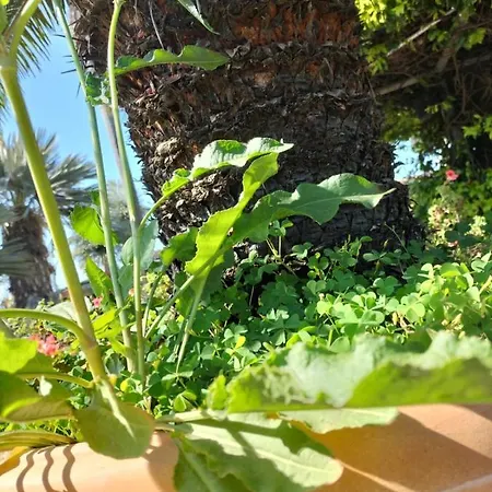 Tettoeletto Garden Bio Oda ve Kahvaltı