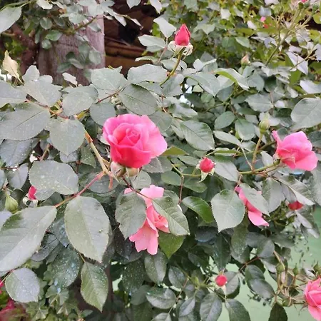 Tettoeletto Garden Bio Oda ve Kahvaltı *